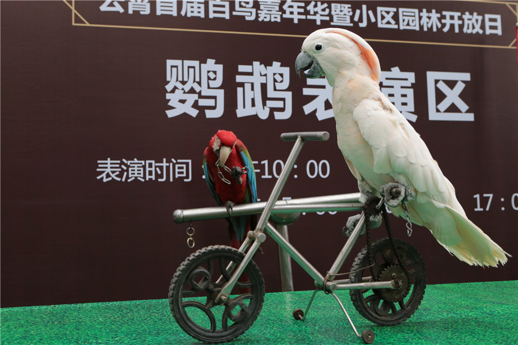 新澳门全年免费原料网