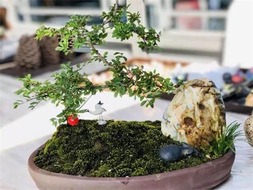 新澳门全年免费原料网